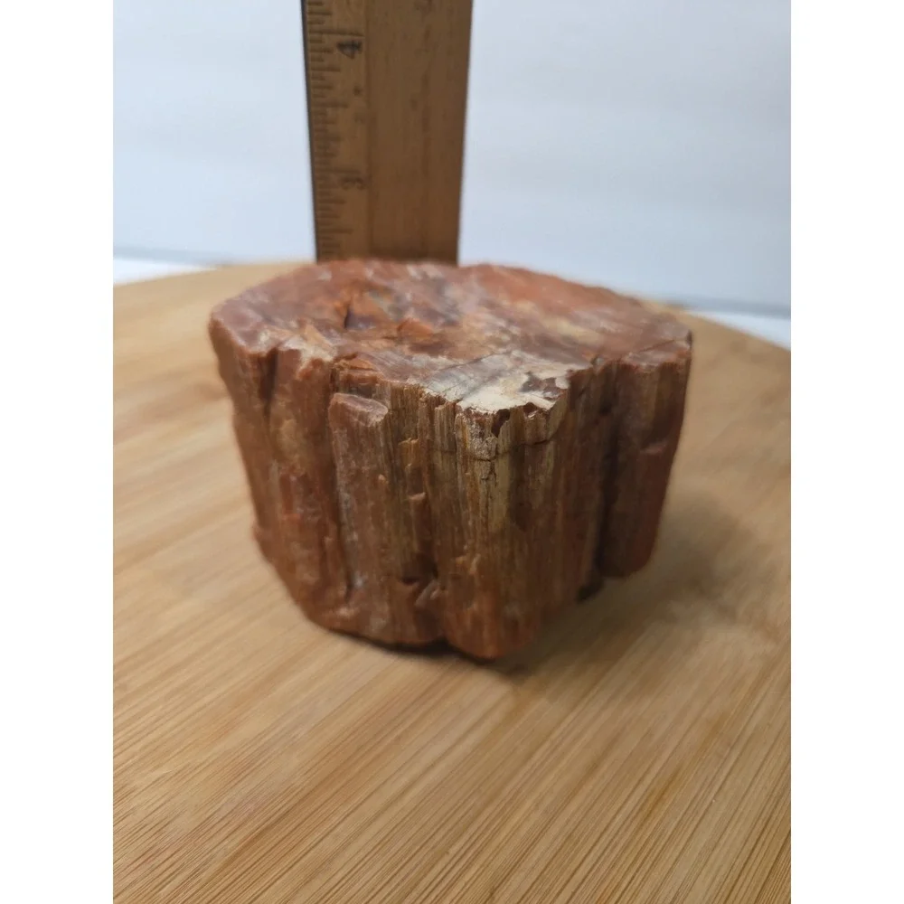 Natural Raw Petrified Wood Specimen Fossil 1.5 lbs 4